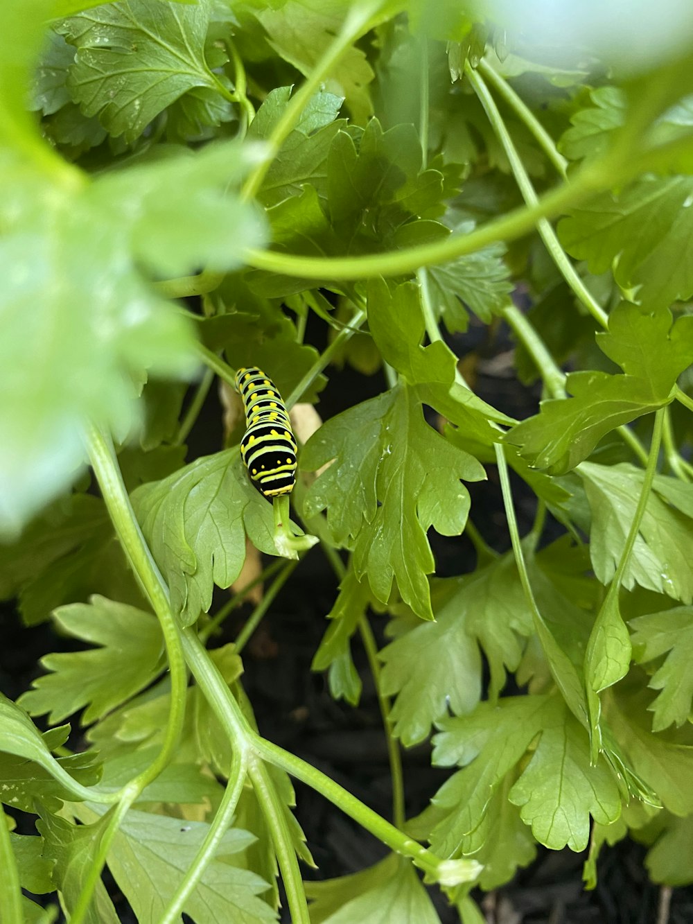 yellow and black bee on green leaf