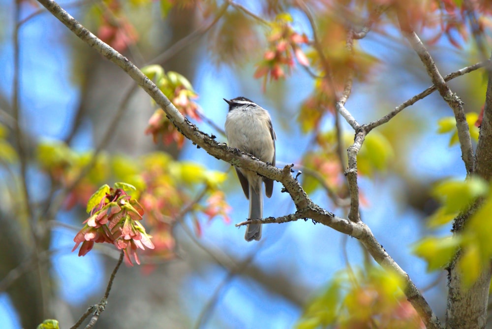 white and black bird on tree branch during daytime