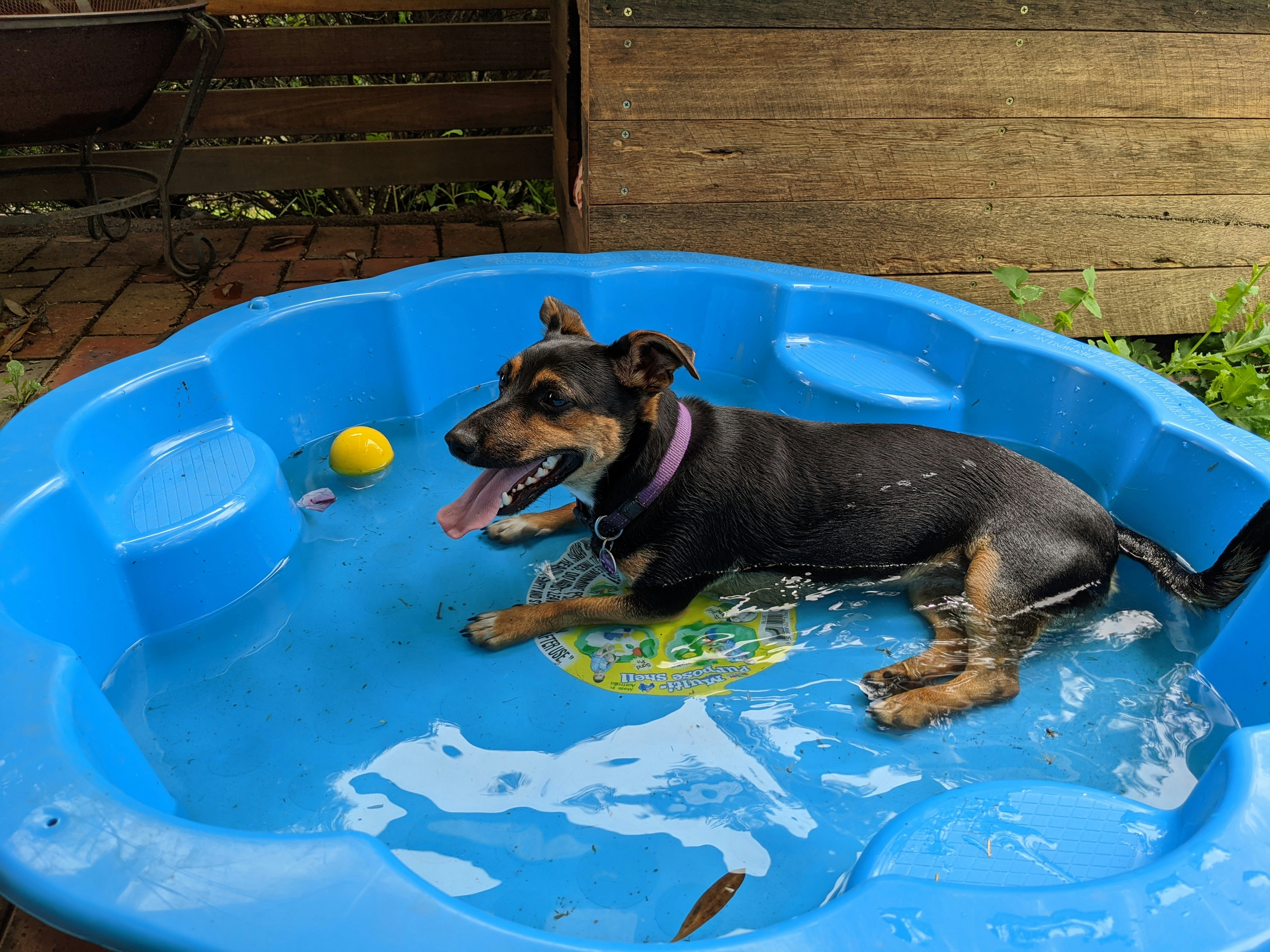 Reactive dog days of summer