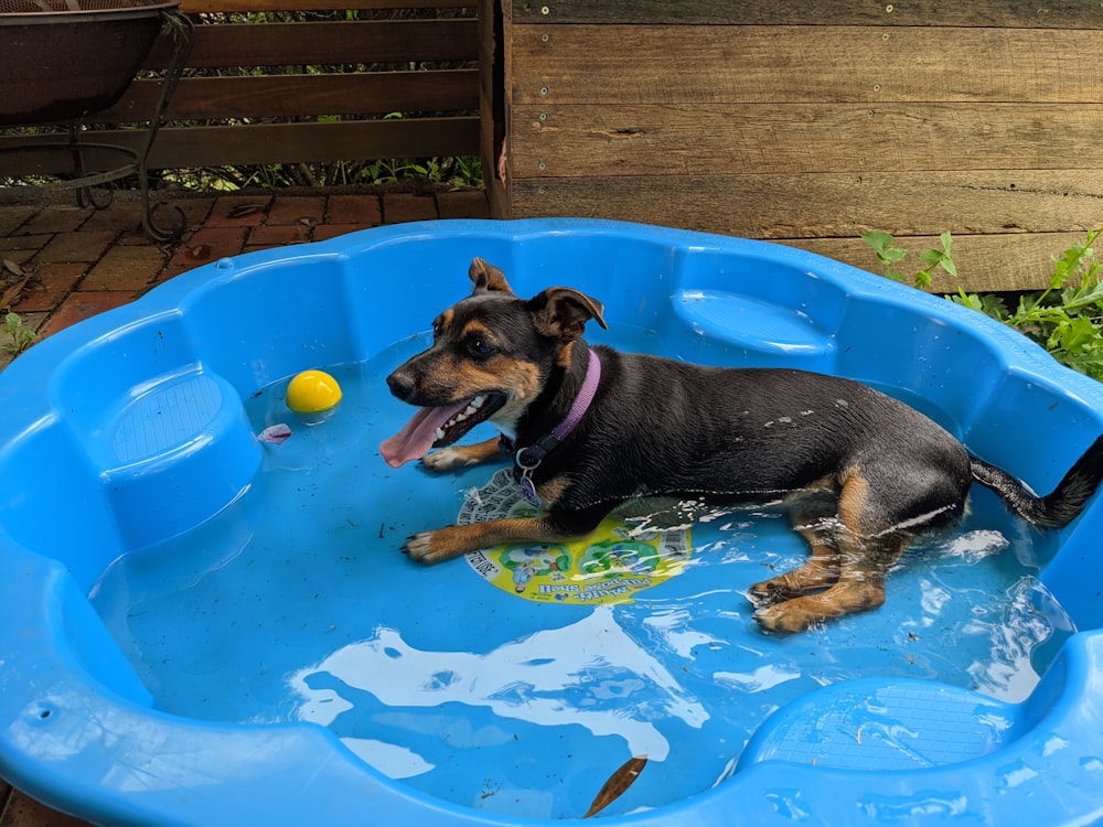black and tan short coat small dog on blue round inflatable pool