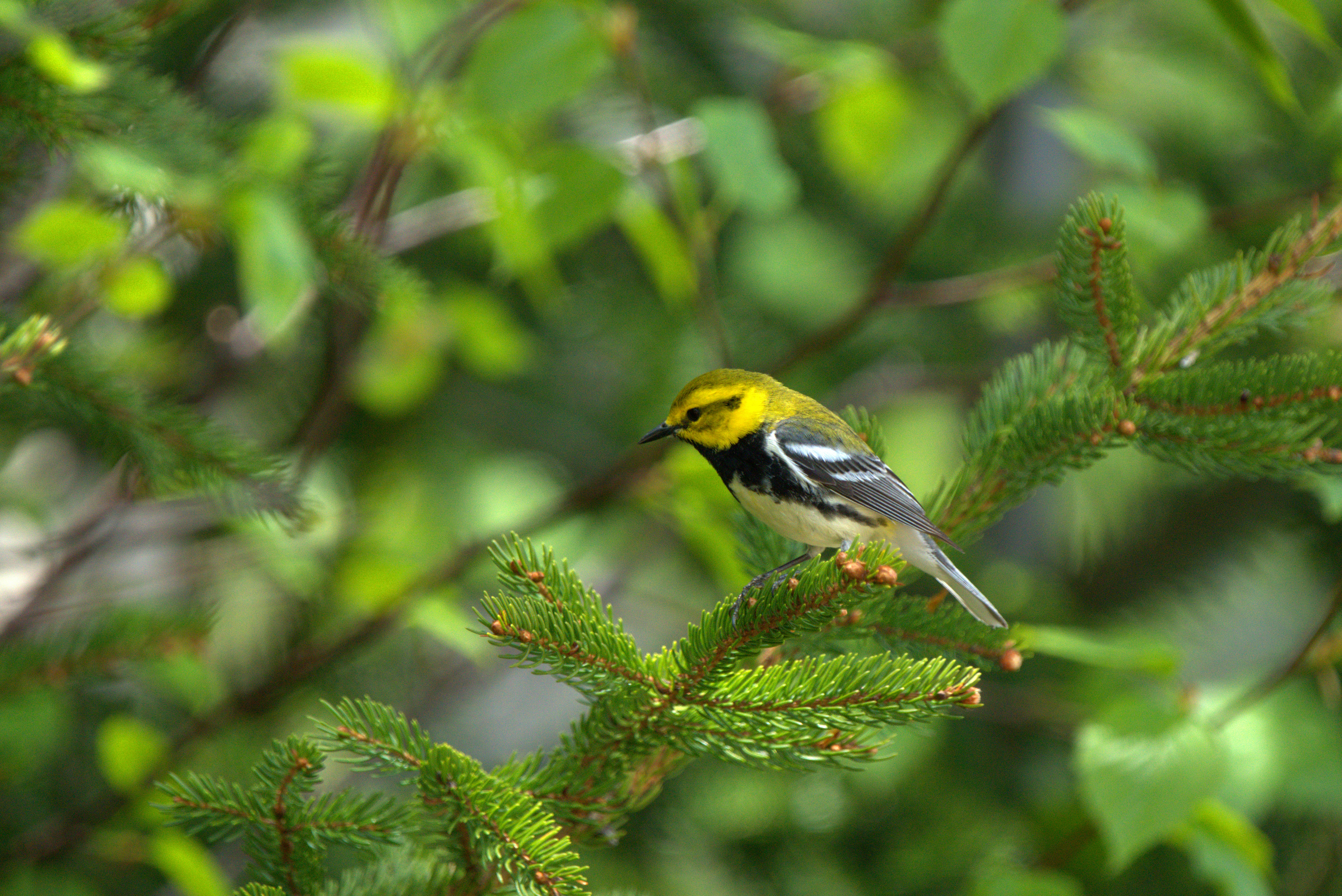 Black-throated Green Warbler