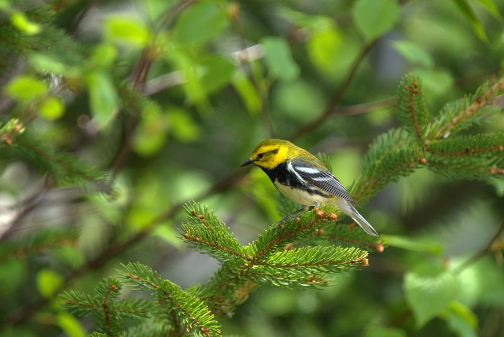 yellow and black bird on tree branch