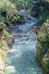 A flowing river with clear, turbulent water cuts through a lush, green gorge. The riverbanks are lined with dense vegetation, including a mix of leafy and vine-like plants. Sunlight filters through the foliage, creating dappled light and shadows on the water's surface.