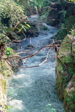 A flowing river with clear, turbulent water cuts through a lush, green gorge. The riverbanks are lined with dense vegetation, including a mix of leafy and vine-like plants. Sunlight filters through the foliage, creating dappled light and shadows on the water's surface.