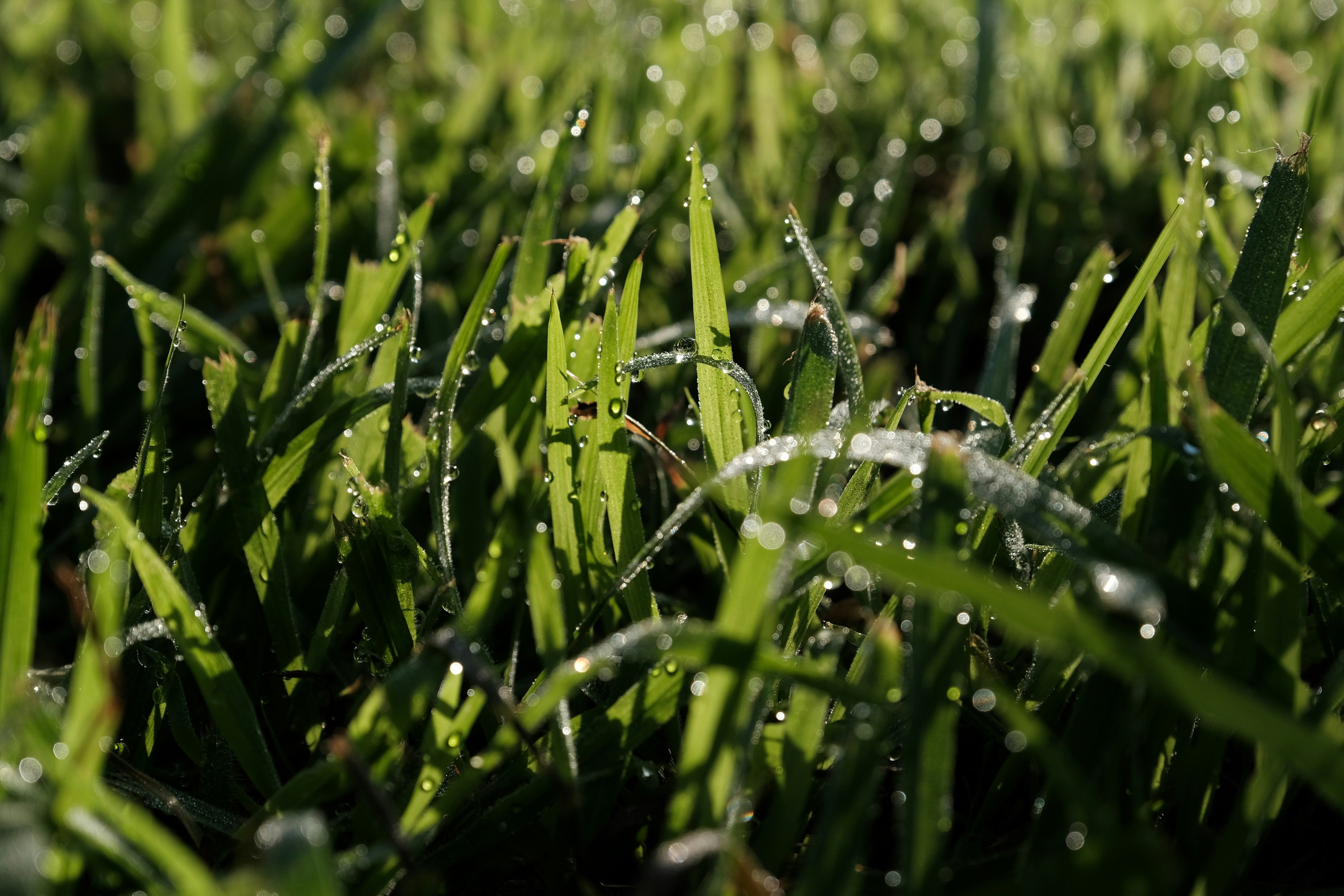 green grass with water droplets