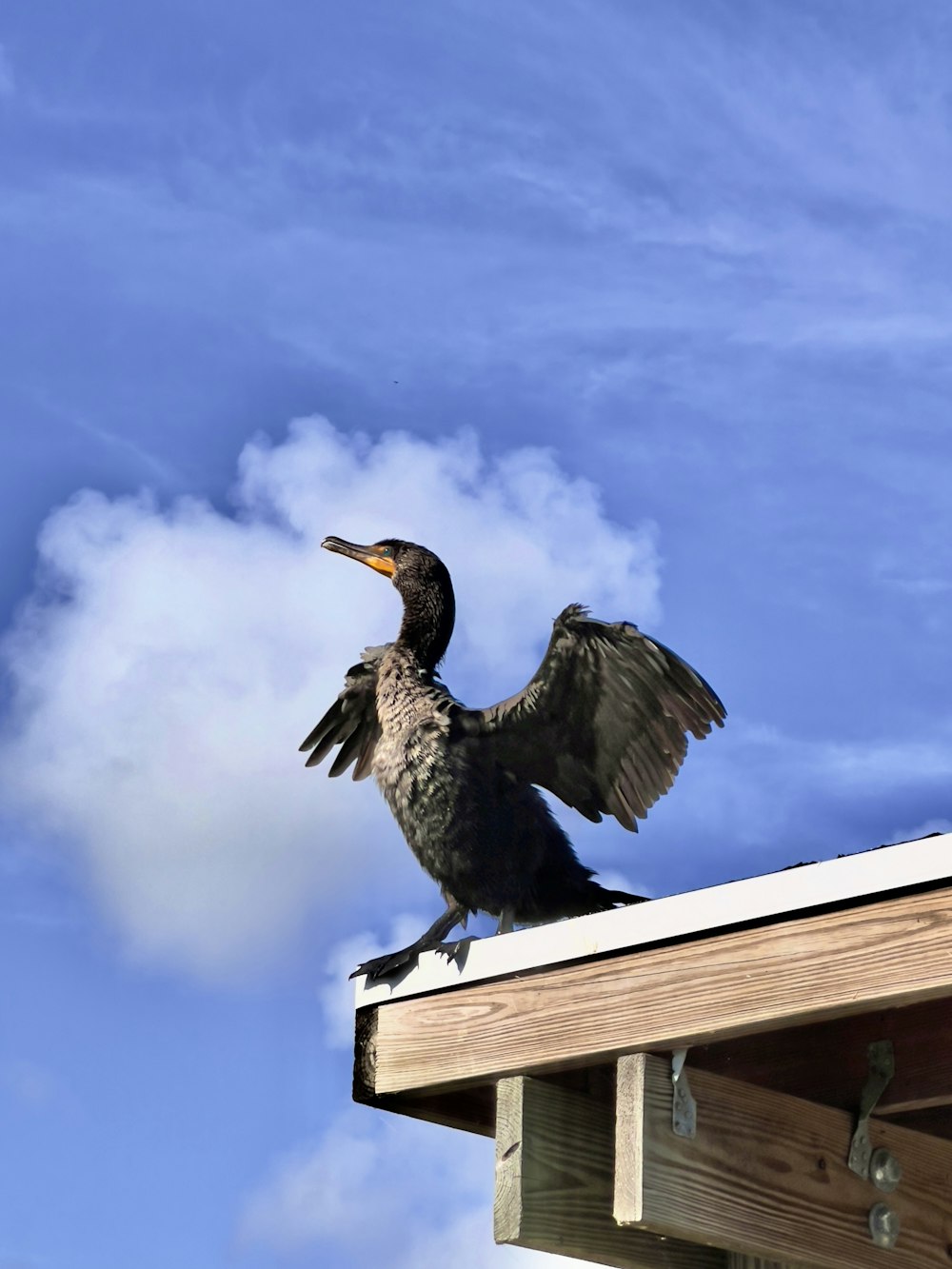 uccello bianco e nero su staccionata di legno marrone durante il giorno