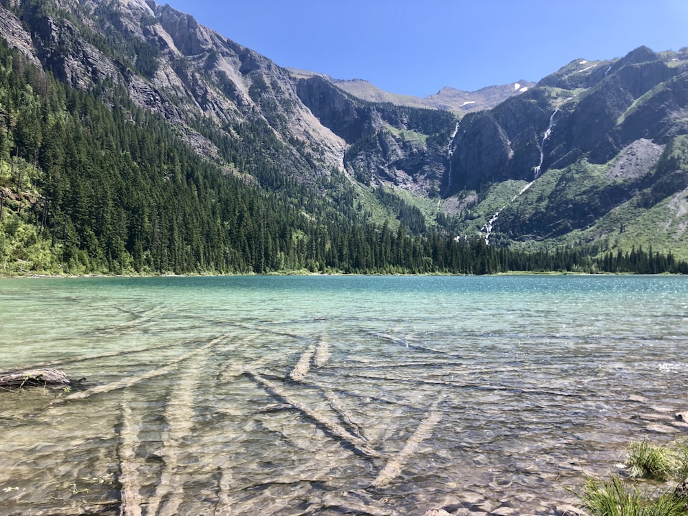 green trees near lake during daytime