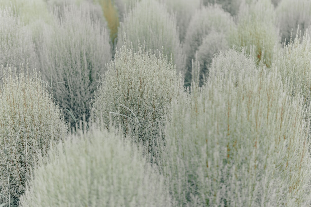 white and green grass field