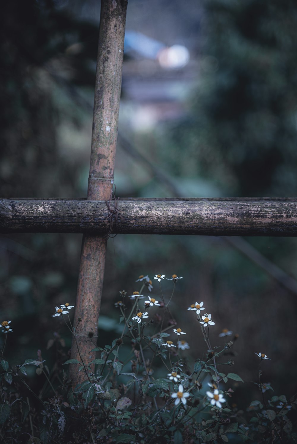 brown wooden fence with yellow flowers