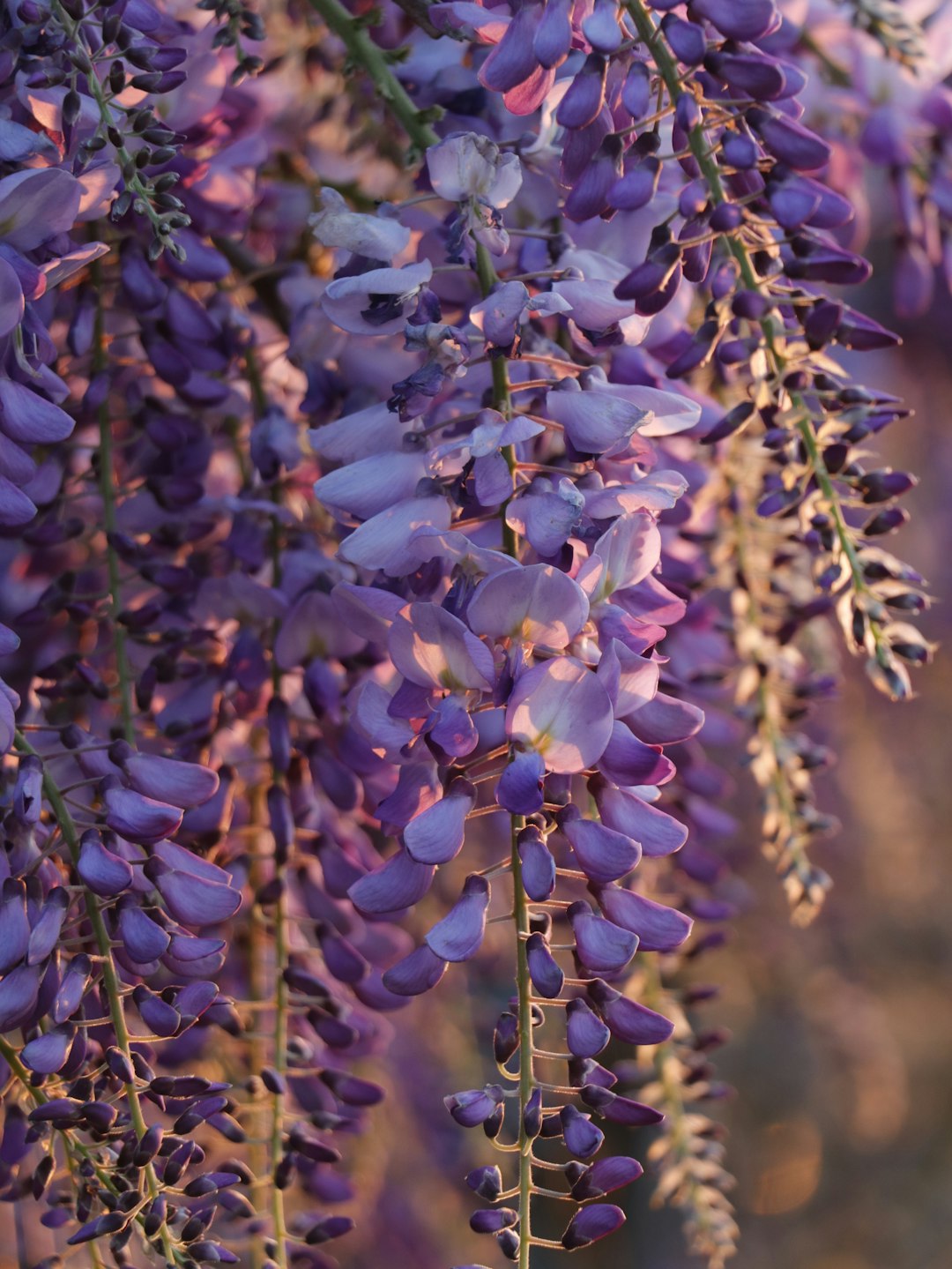 purple and white flowers in tilt shift lens