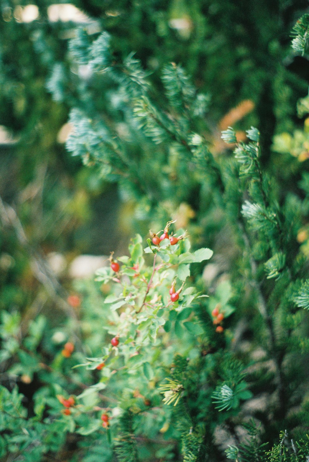 green plant with red flower buds