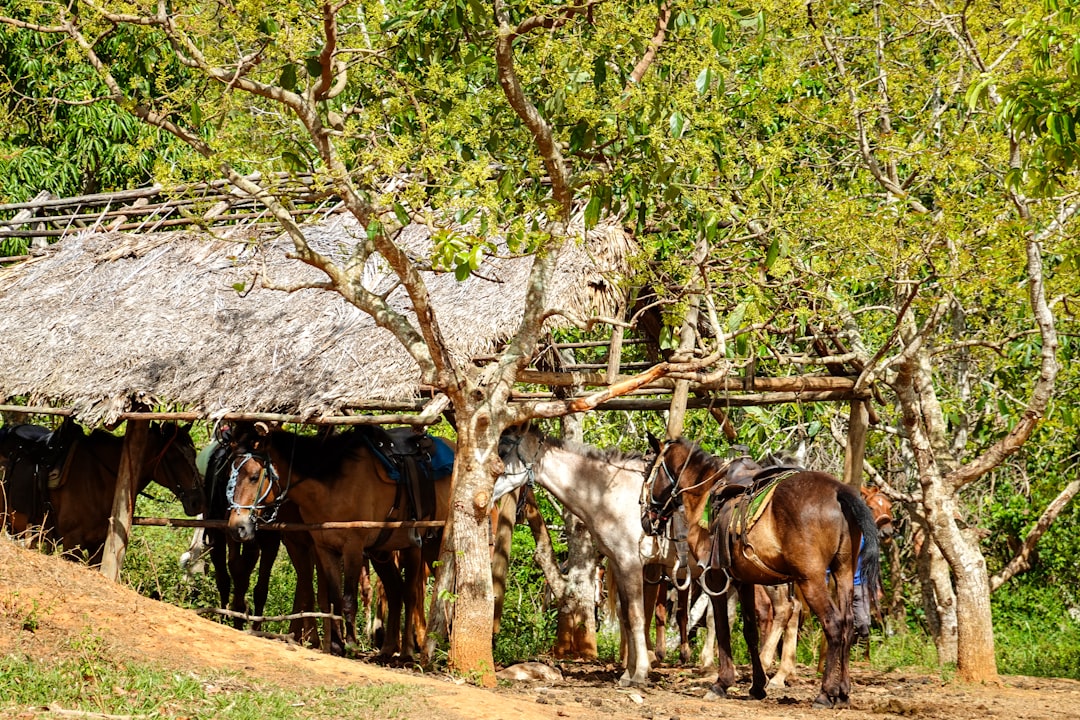 white and brown horses on brown soil during daytime