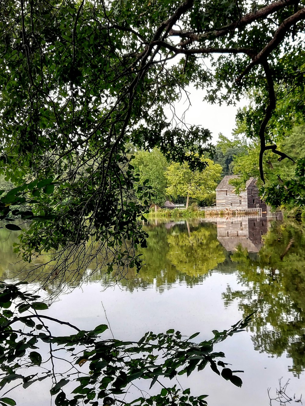 alberi verdi accanto al lago durante il giorno