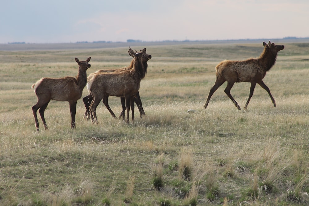 brown deer on green grass field during daytime