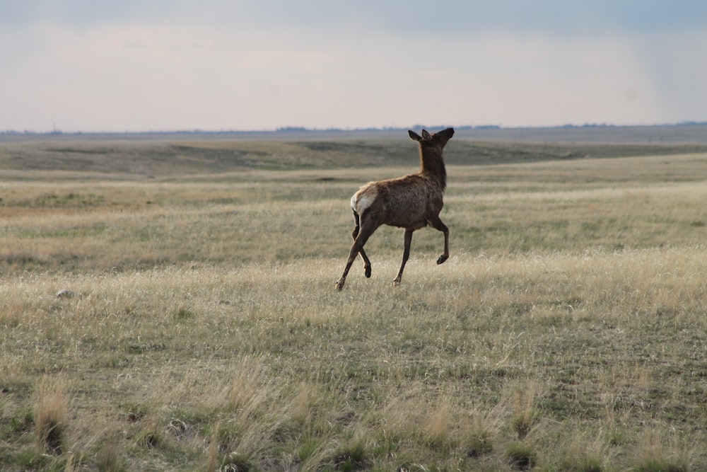 brown deer on brown grass field during daytime