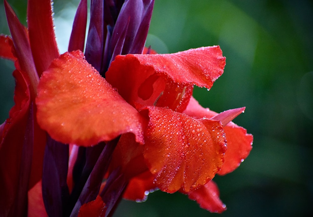 red flower in macro shot