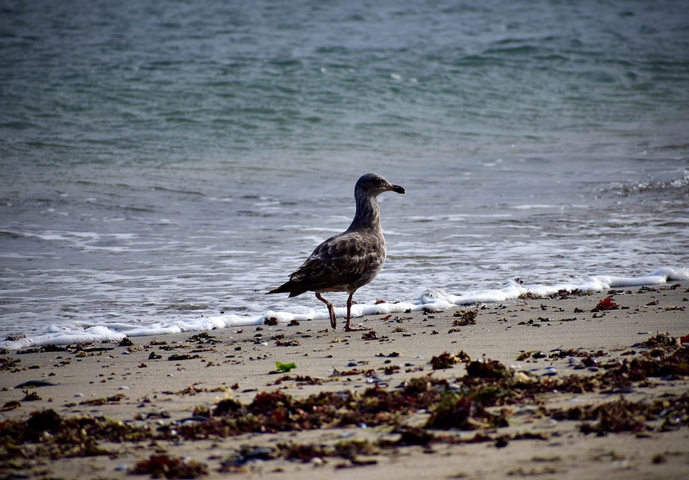 brown bird on beach shore during daytime