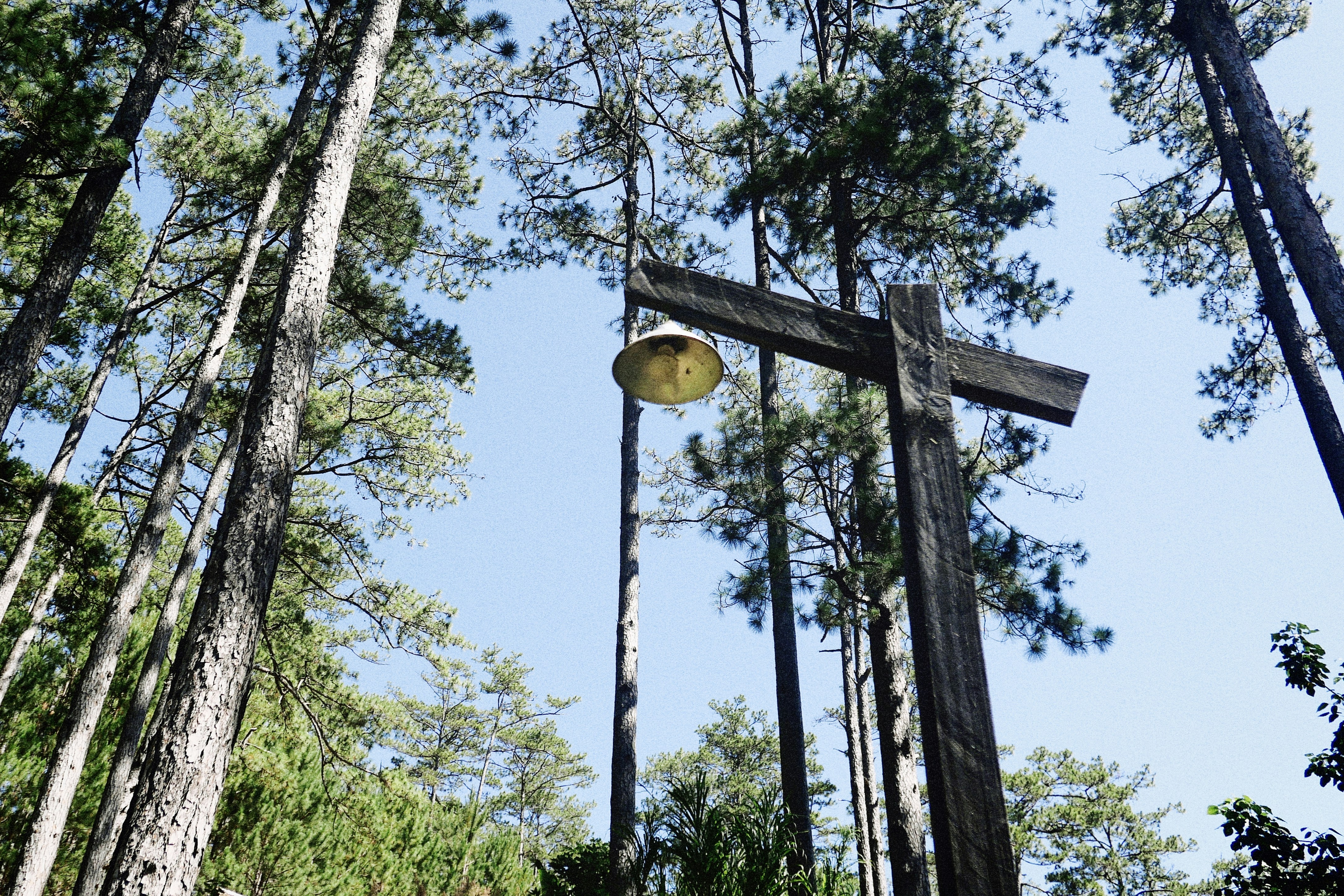 green tree with yellow round lamp