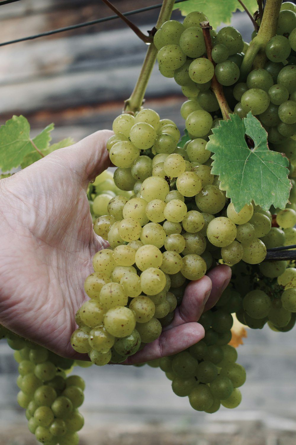 green grapes on persons hand