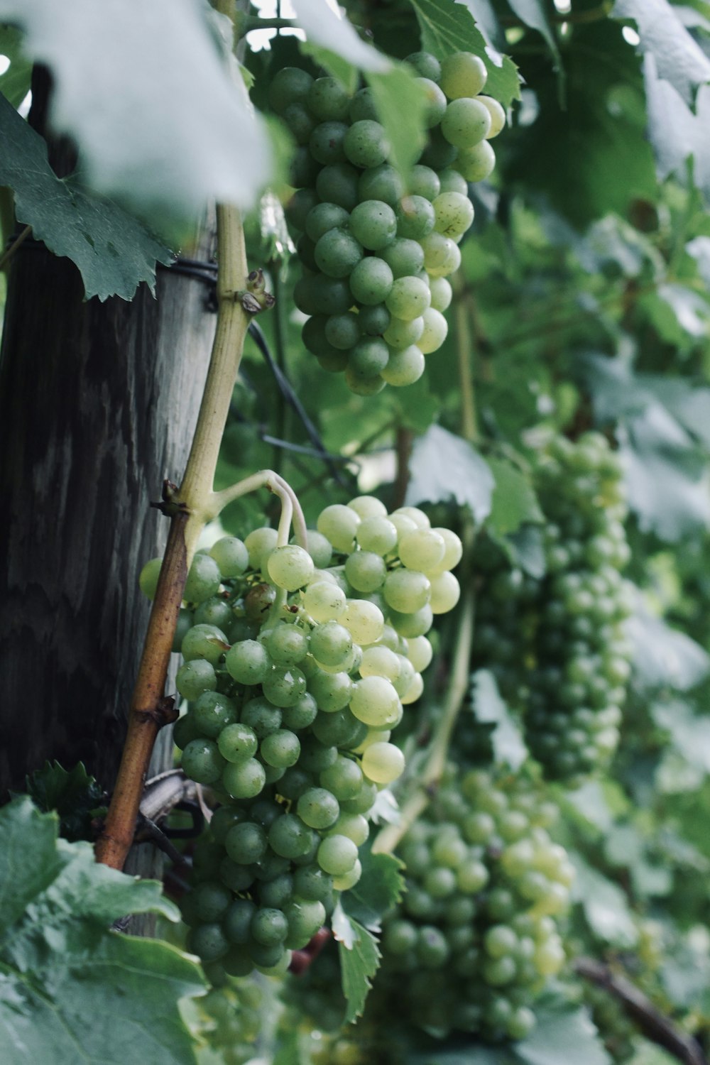 green grapes on brown stick