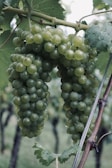 A close-up of dew-kissed grapes hanging on the vine.