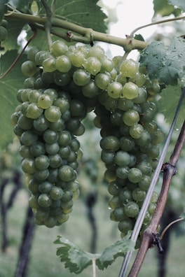 A close-up of dew-kissed grapes hanging on the vine.
