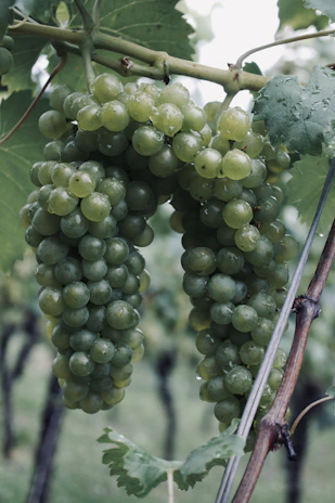Bunches of plump grapes glistening with morning dew on the vine.