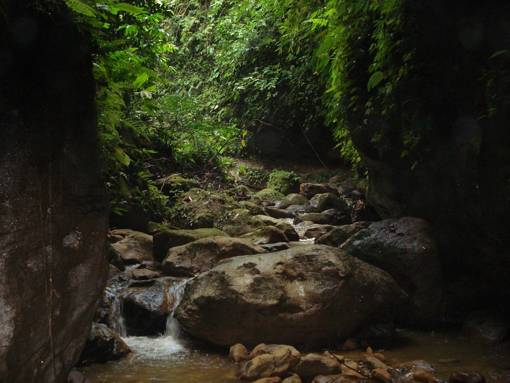 river in the middle of rocks and trees