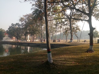 A serene park setting with people taking photos of nature.