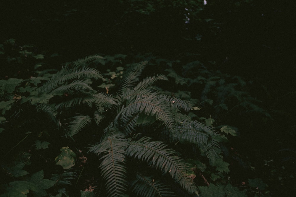 green fern plant during night time