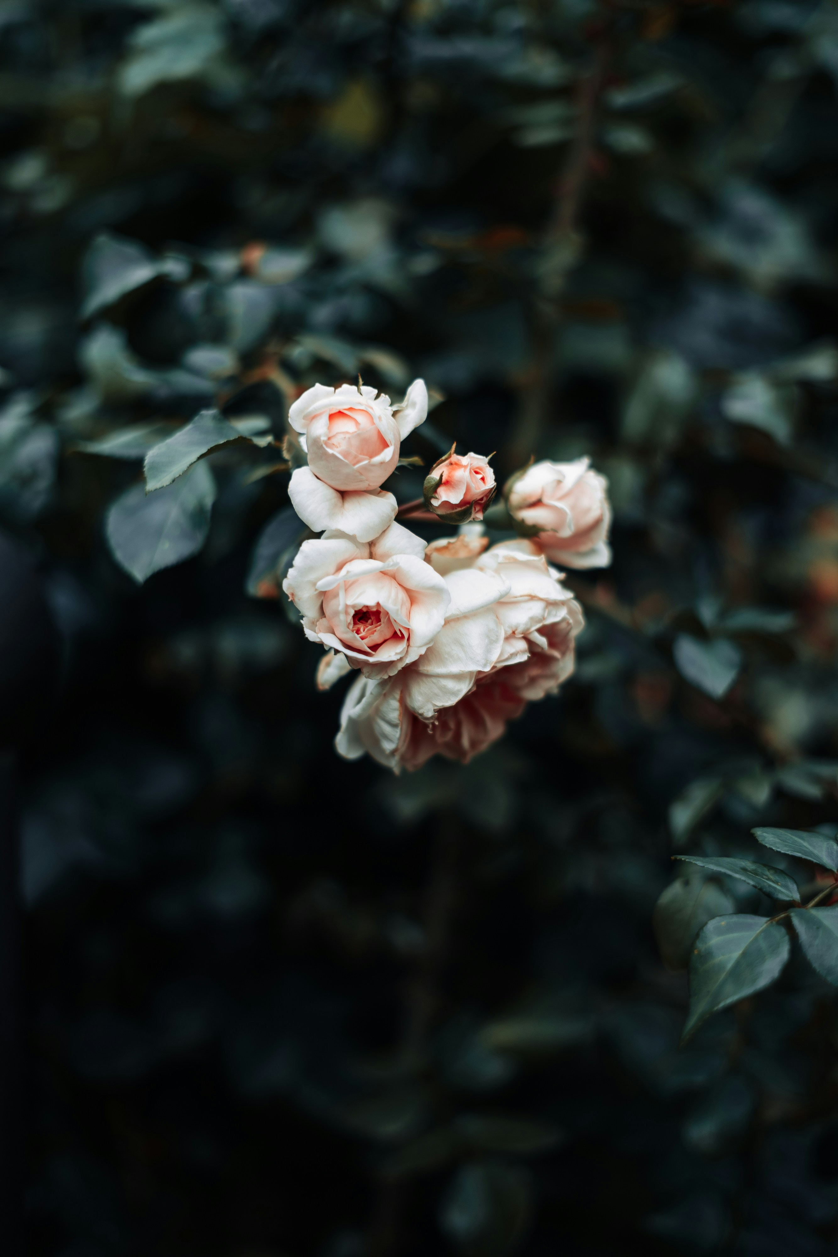 Photo by robert_lens