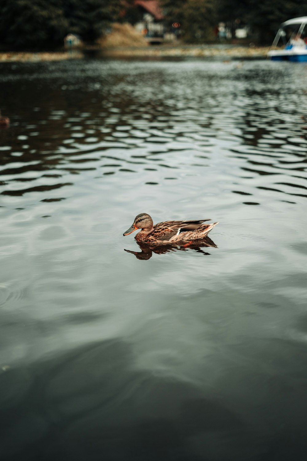 a duck floating on top of a body of water