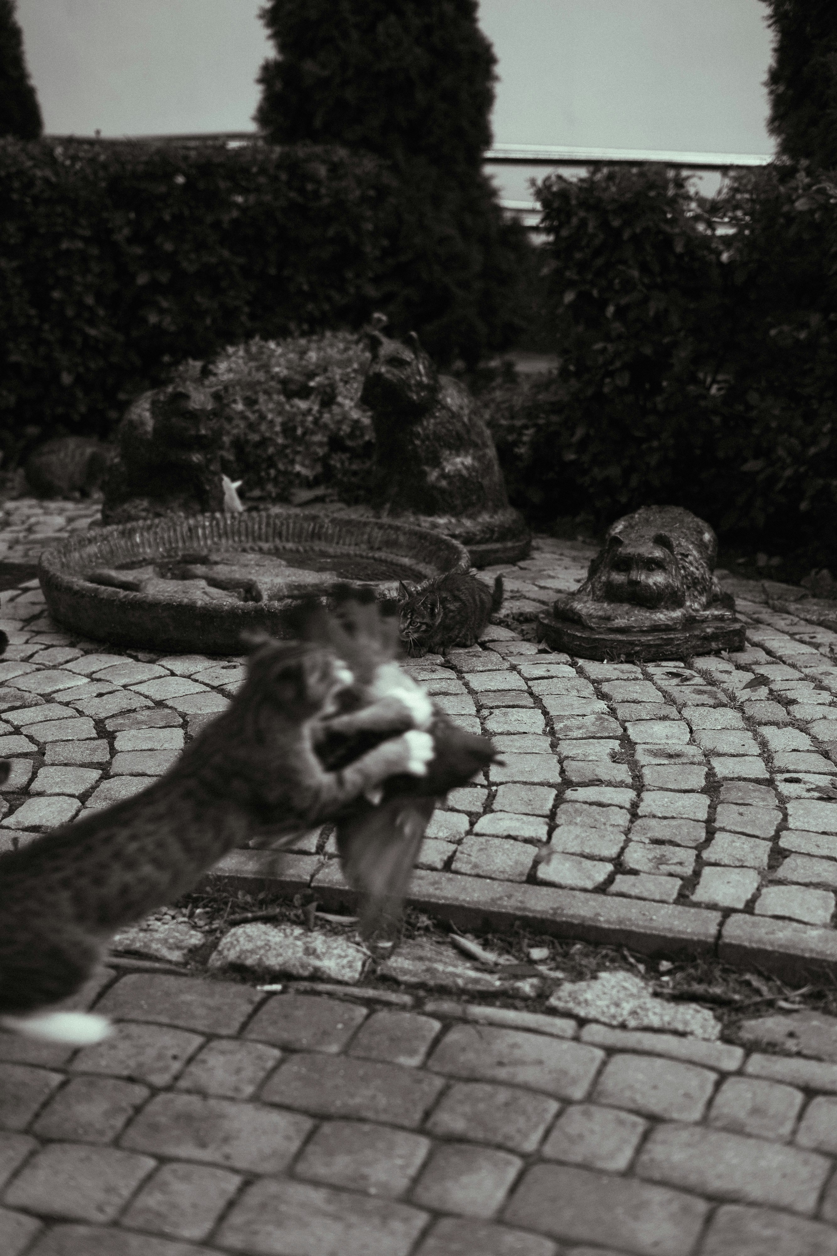 A cat carrying a bird in its mouth while another cat observes nearby, set in a garden with stone pathways and decorative animal statues.