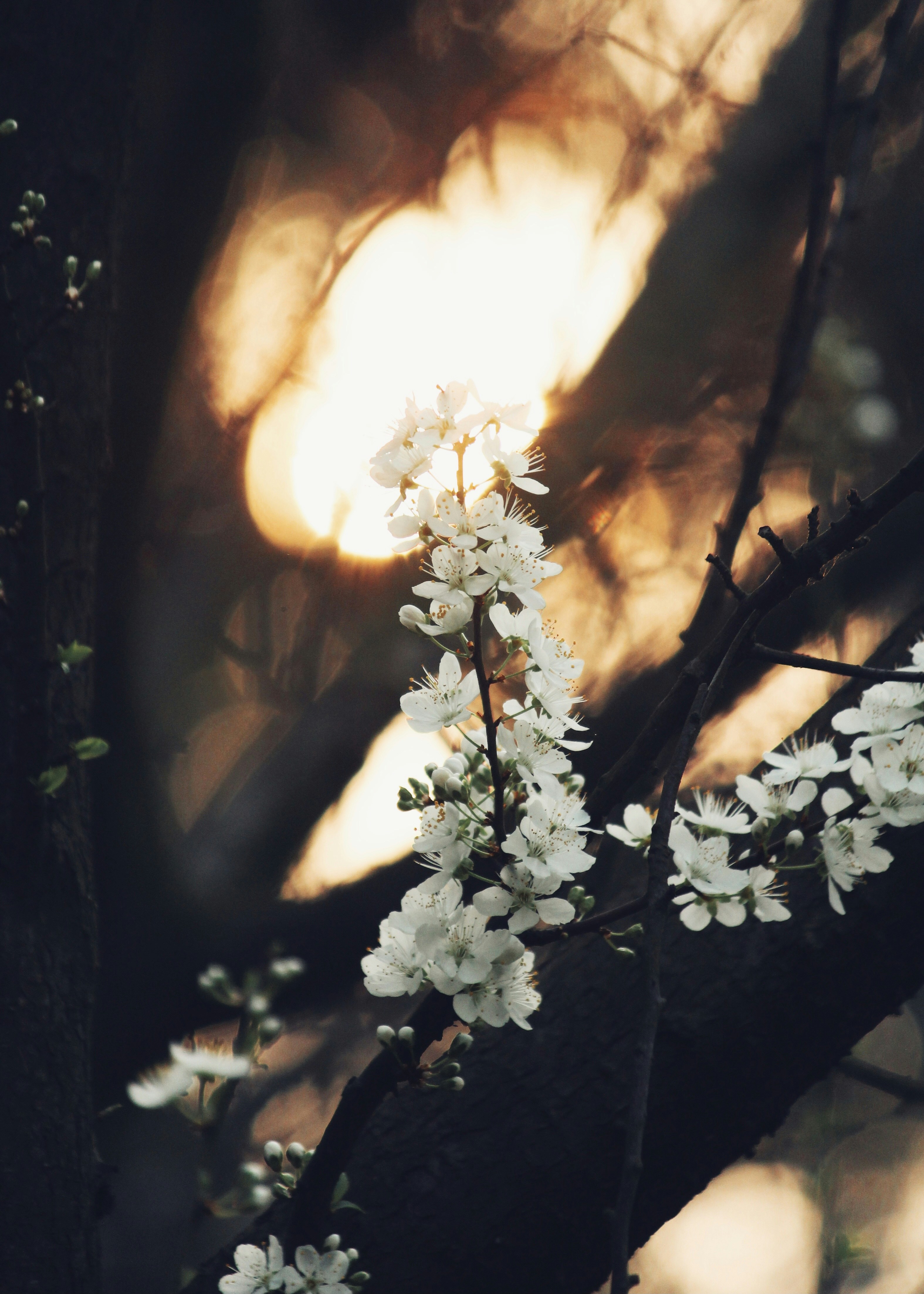 white flowers with green leaves