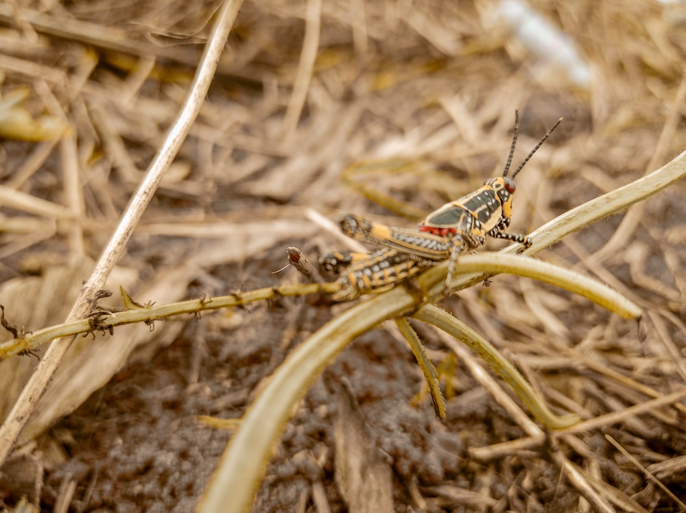 brown grasshopper on brown dried grass during daytime