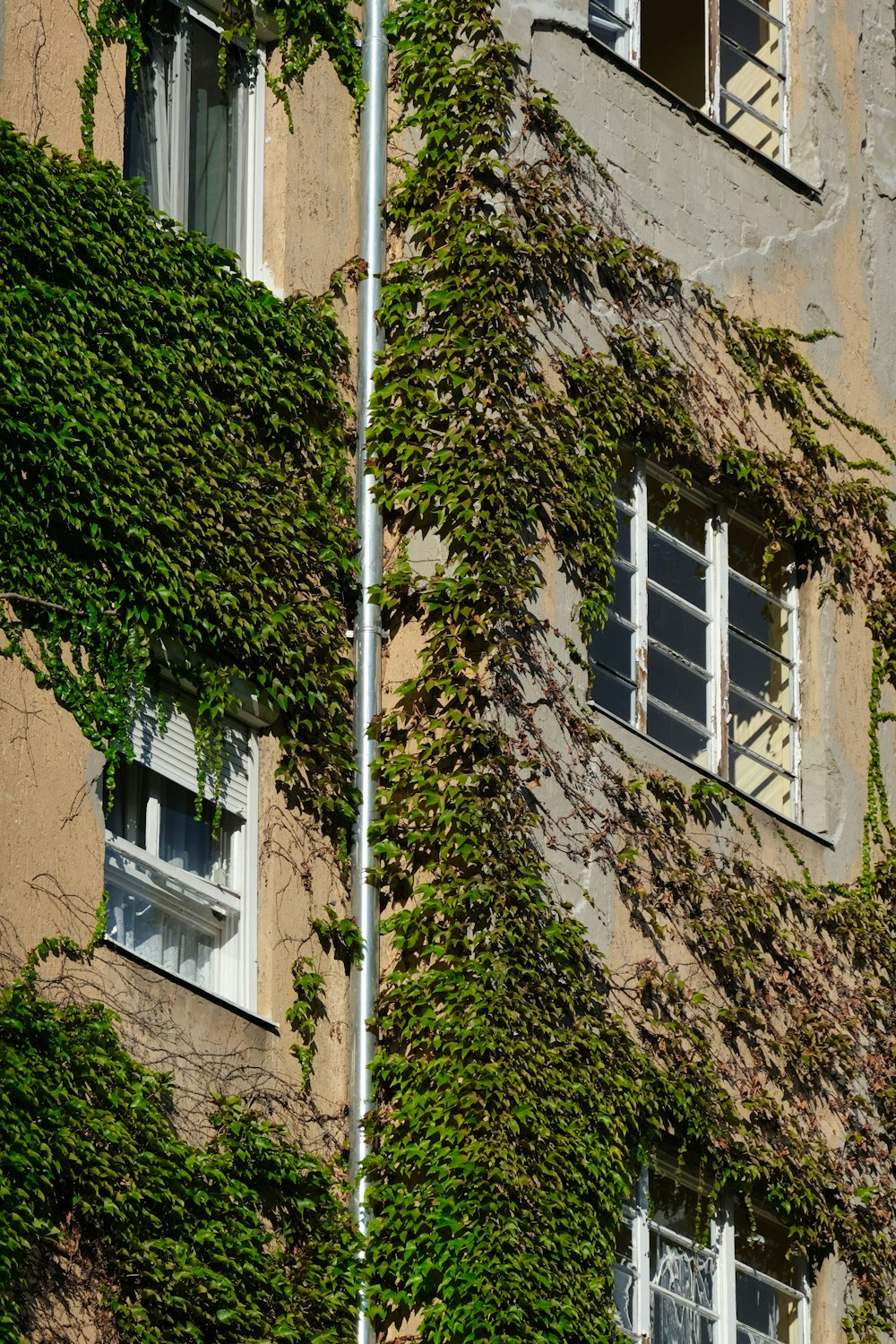 green plant on brown concrete wall