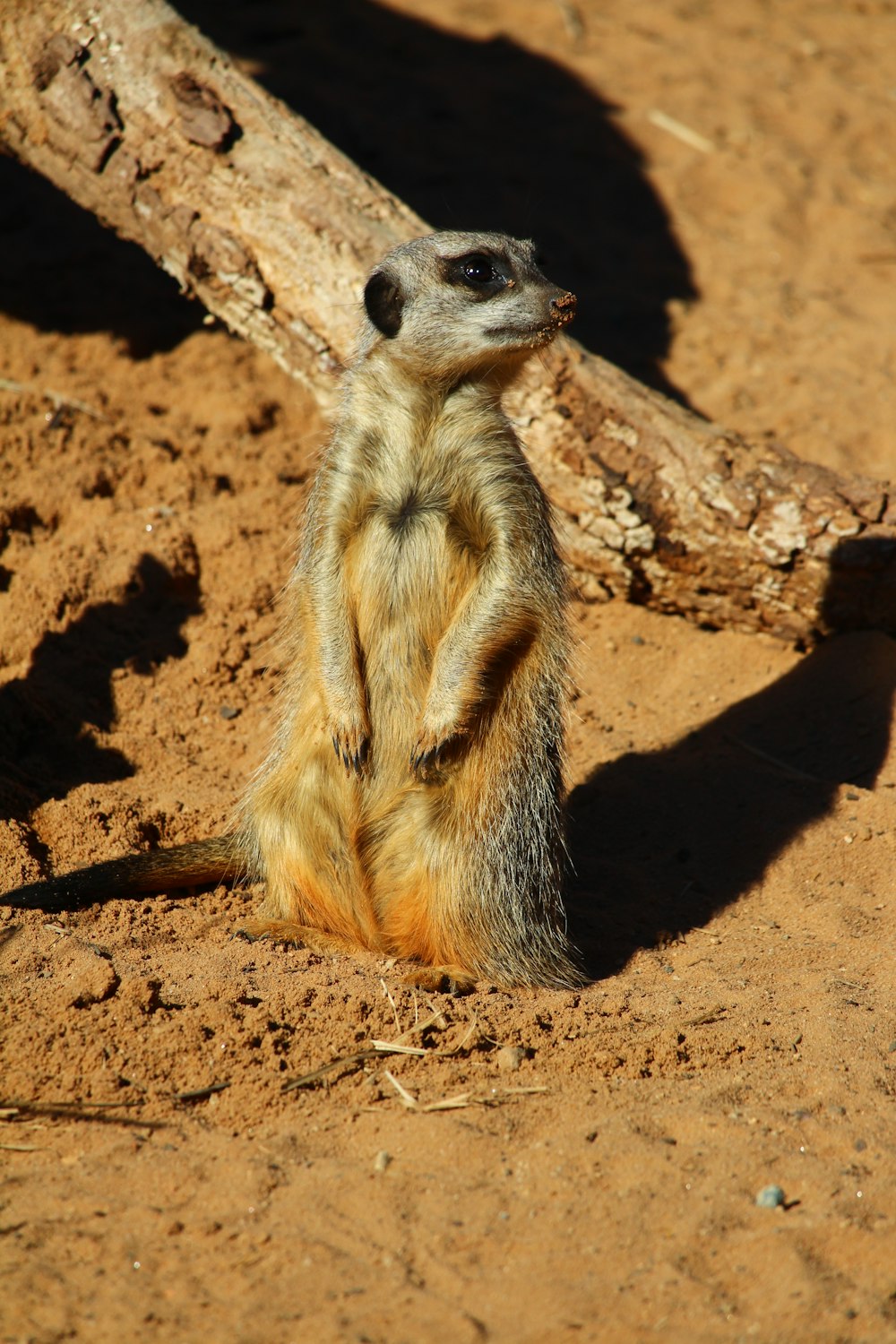 brown and white animal on brown sand during daytime