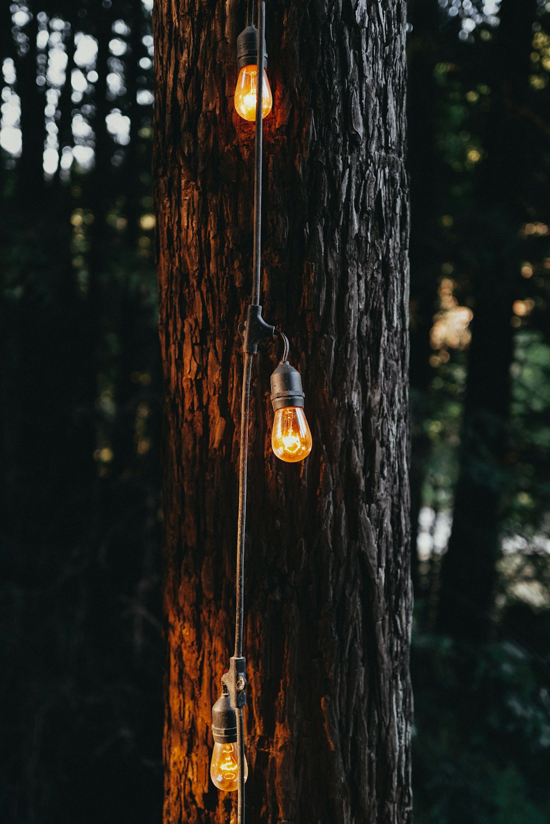 brown and black pendant lamp hanging on brown tree trunk