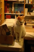 A white and orange cat is sitting on a table in a room filled with books and other items. Next to the cat is a cardboard box filled with calendars or booklets. The background features shelves packed with books organized by color, with some decorative figurines placed on the shelves.