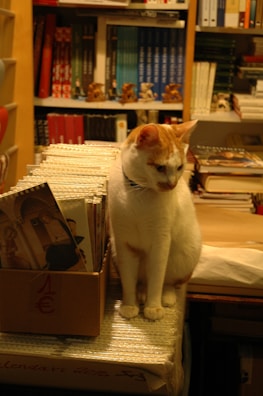 A white and orange cat is sitting on a table in a room filled with books and other items. Next to the cat is a cardboard box filled with calendars or booklets. The background features shelves packed with books organized by color, with some decorative figurines placed on the shelves.