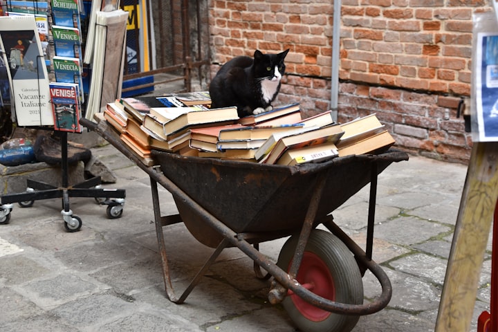 The bookstore cat