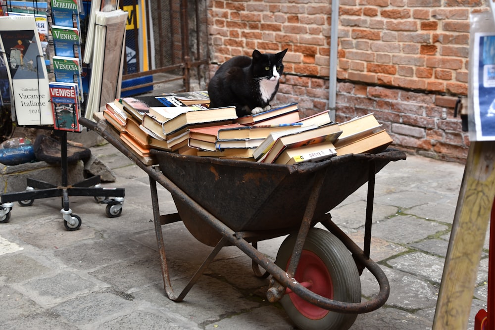 black and white cat on black cart