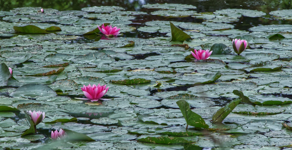 Serene pond filled with water lilies and aquatic plants, surrounded by pink flowers