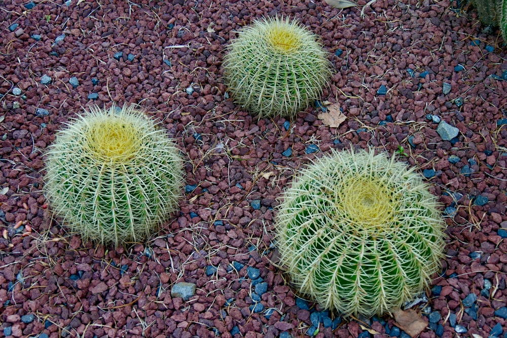 green cactus on brown soil