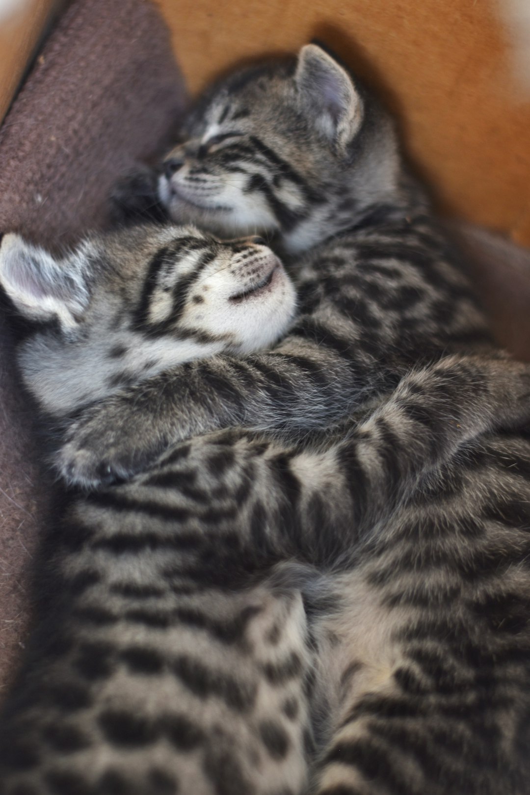 black and white tabby cat