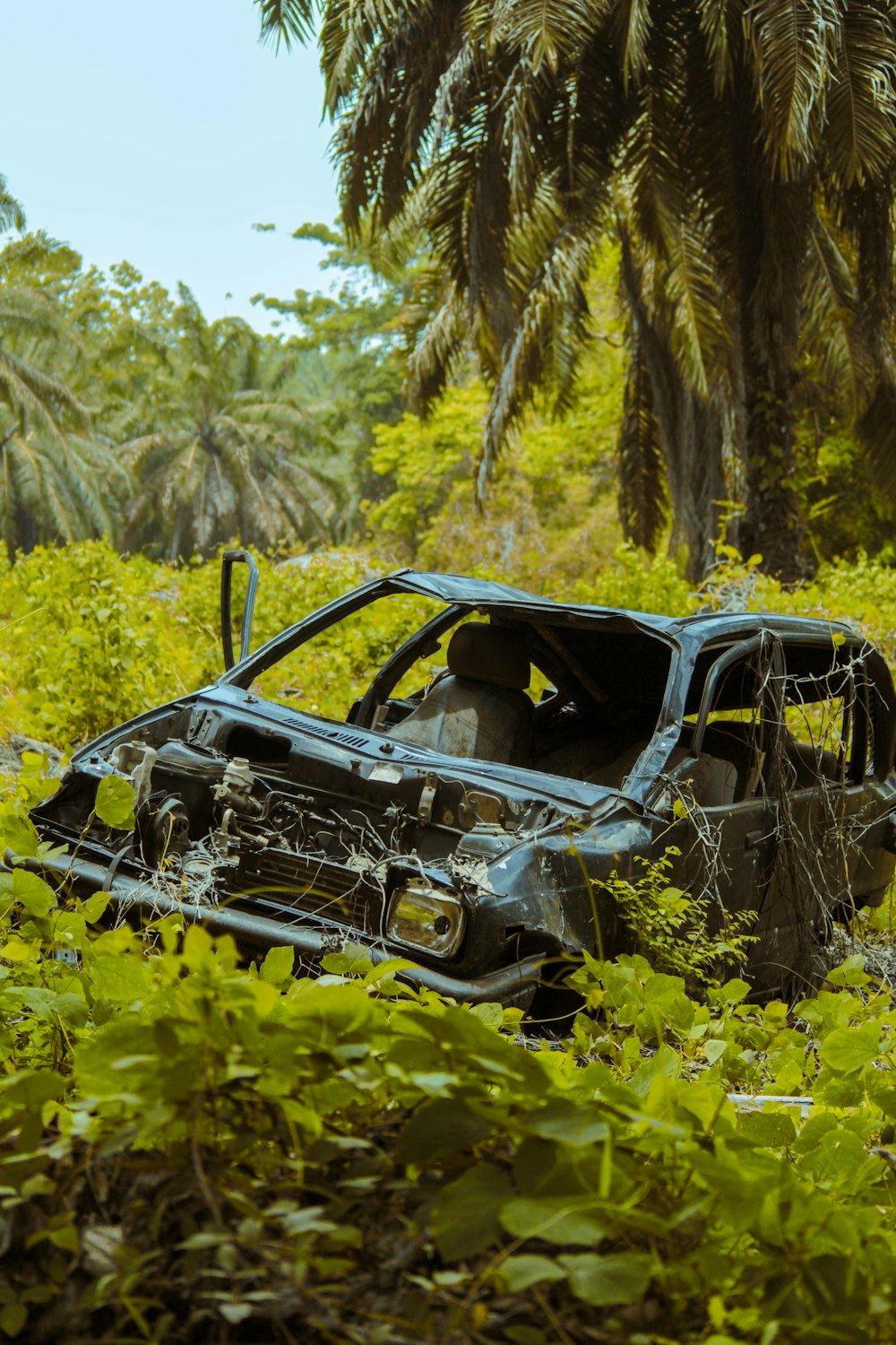 black car on green grass field during daytime