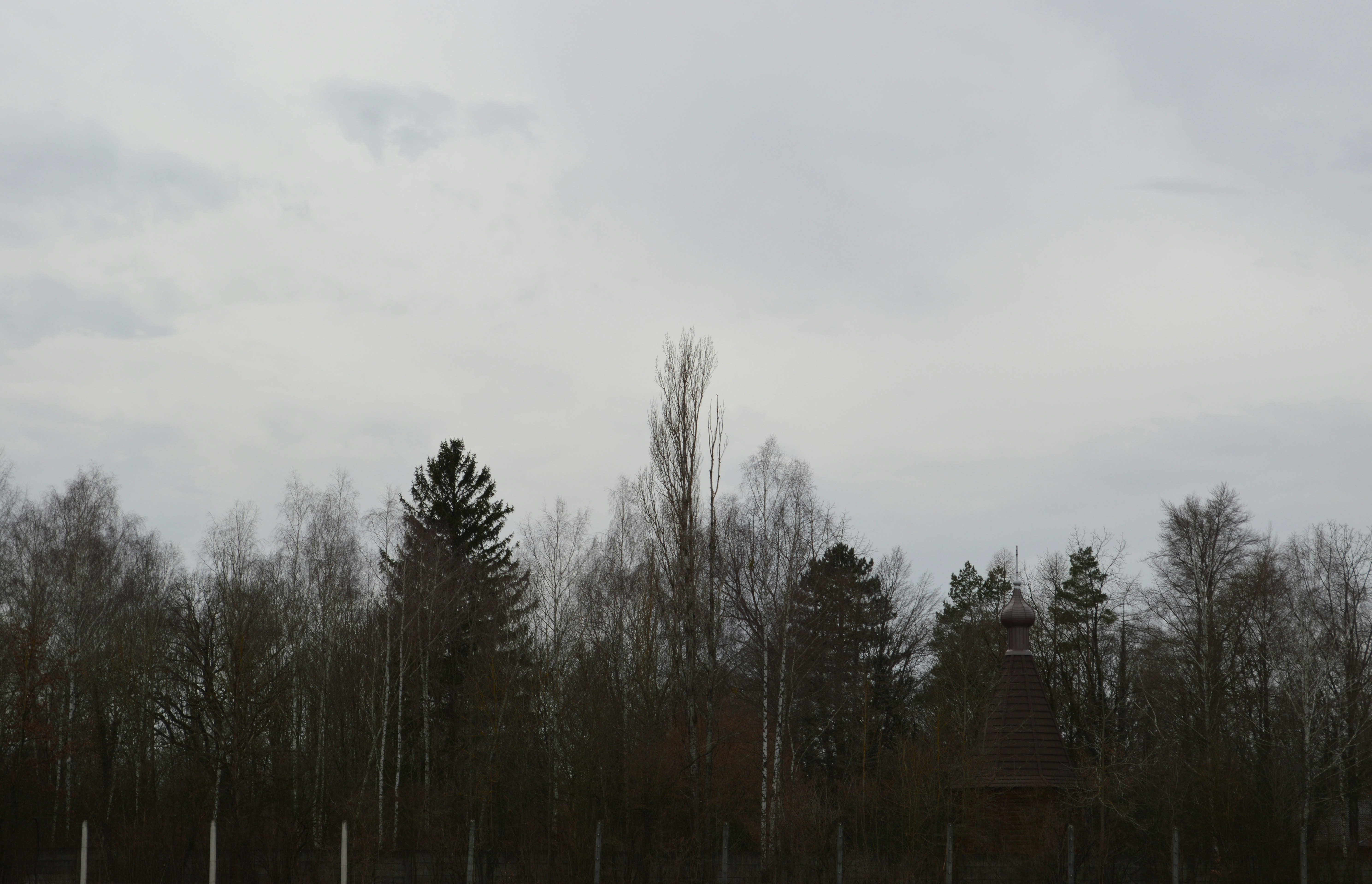 green trees under white sky during daytime