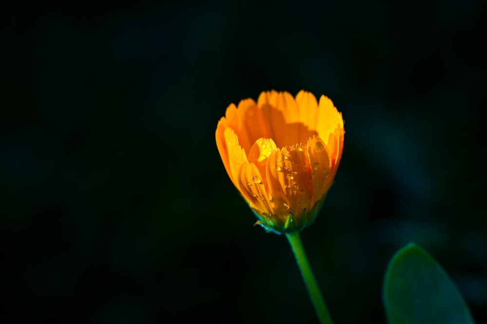 yellow flower in tilt shift lens