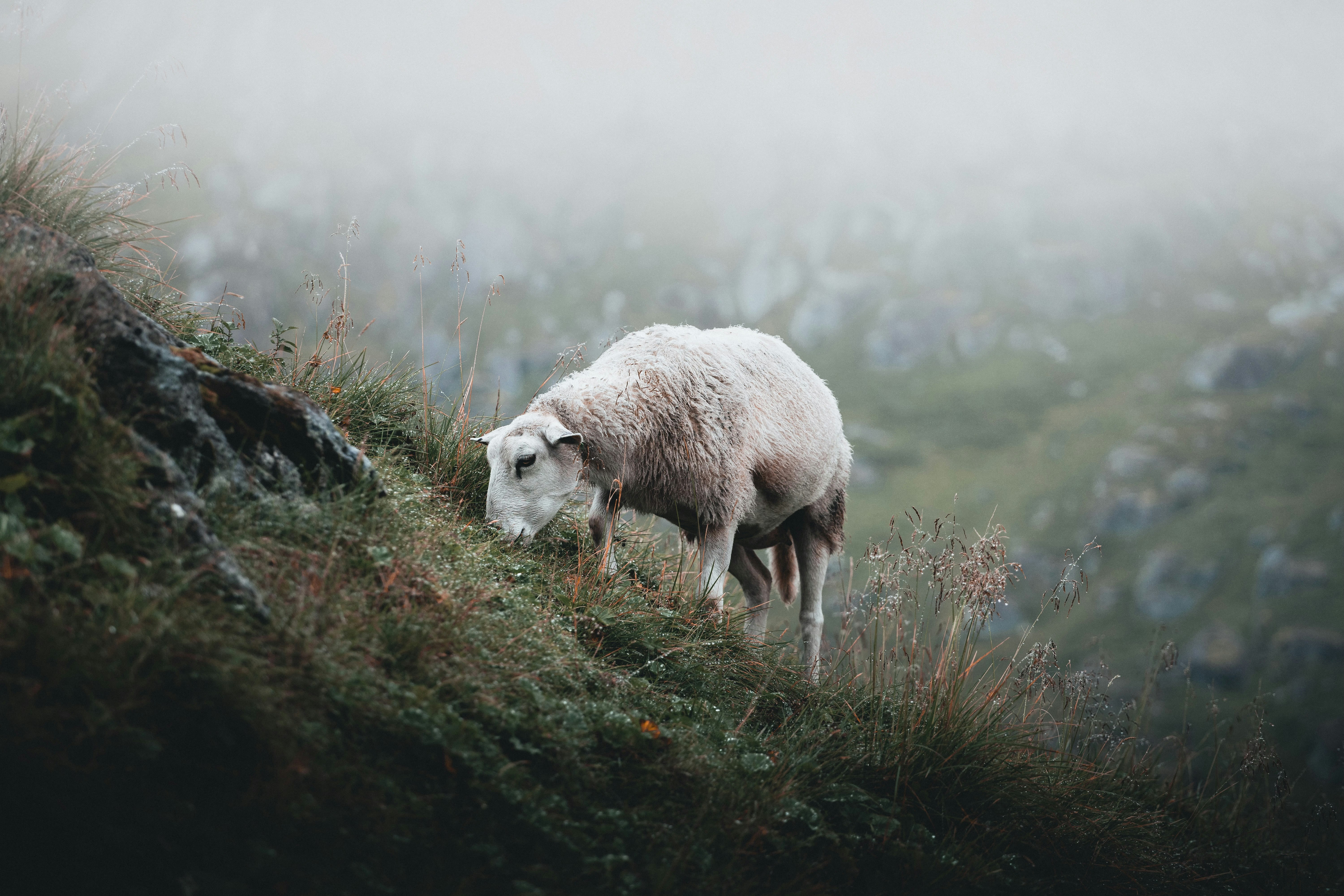 Book Review: We Did Okay, Kid by Anthony Hopkins