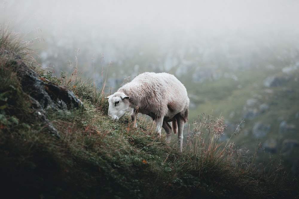 white sheep on green grass during daytime